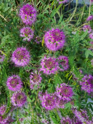 Flowers at Yellowstone.jpg