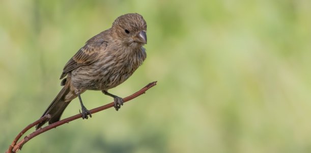 2825AAsh Canyon, AZ-House Finch (F).jpg