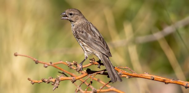 2825 Ash Canyon, AZ-House Finch (F).jpg