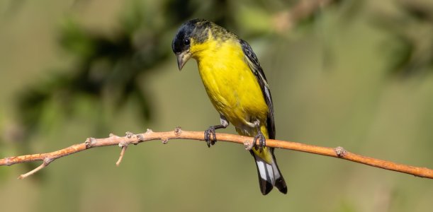 2829 Ash Canyon, AZ-Lesser Goldfinch (M).jpg