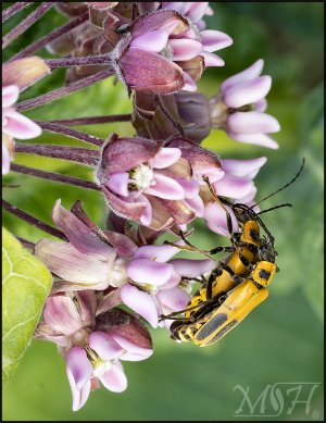 7164_Goldenrod Soldier Beetle.jpg