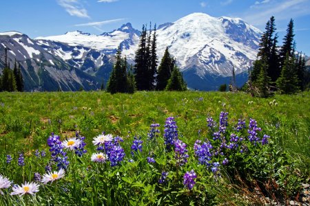 1088 Mt Rainier NP, WA.jpg