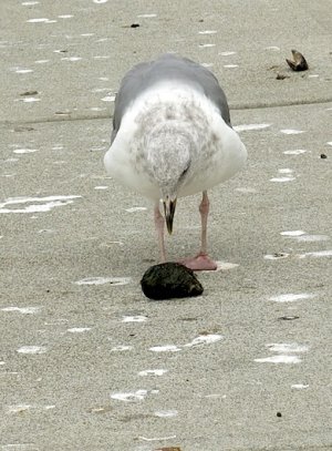 gull8:20:14.jpg