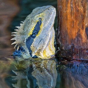 R5m2 R5M24245 Crop 1600.jpg