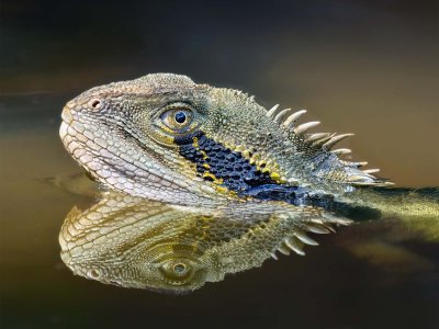 R5m2 R5M24353 Crop 1600.jpg