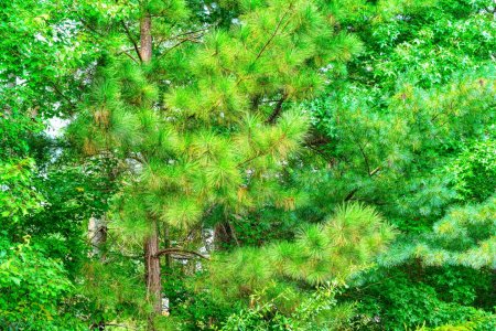 Otus APO 55F1.4 DSC_0156-s.jpg