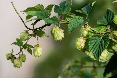 Wild Hops.jpg