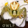 OWLP