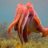 Cuttlefish