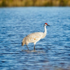 Media '7D2_0455-DeNoiseAI-low-light.JPG' in category 'Birds'