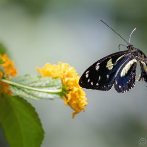 R6M33276.jpg