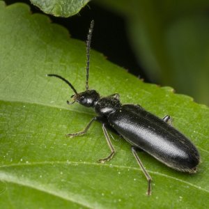 R7_G7760 Fire-colored Beetle.jpg