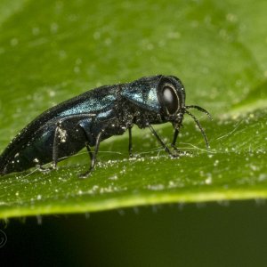 R7_G7763 Agrilus cyanescens - Blue Jewel Beetle.jpg