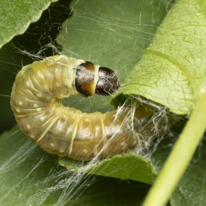 R7_G8059 Leafroller caterpillar.jpg
