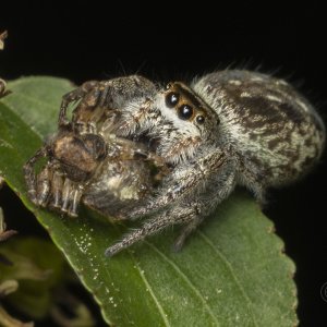 R7_G8060 Spider with prey.jpg