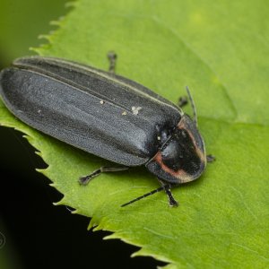 R7_G8005 Winter Firefly.jpg