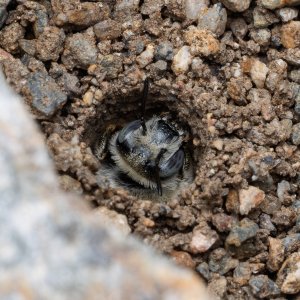 DiggerBee-7680260608.jpg