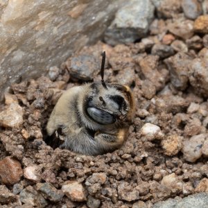 DiggerBee-7691260608.jpg