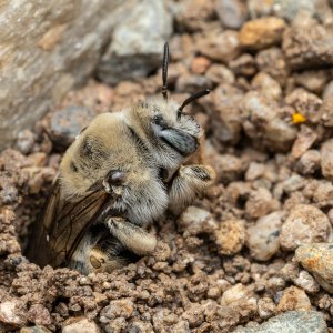 DiggerBee-260608.jpg
