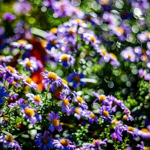 Media '_Z626732.JPG' in category 'Special Techniques and Creative Effects'