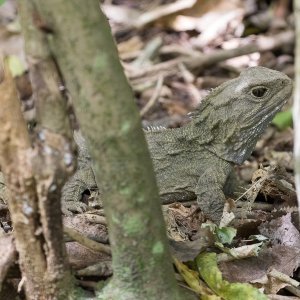 Tuatara 1.jpg