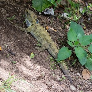 Tuatara 2.jpg