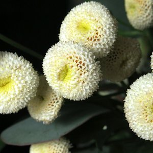 flowers2:6:14.JPG