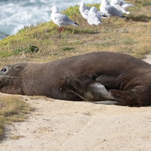 New Zealand Fur Seal.jpg