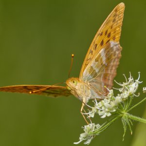 IMG_4610.jpg