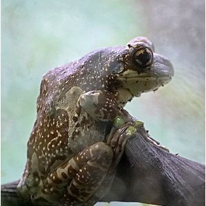 P1143180-001_rainette kunawalu.jpg