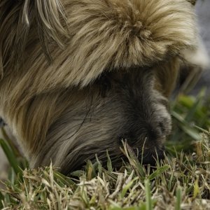 IMG_1036 Winston at 2048.jpg