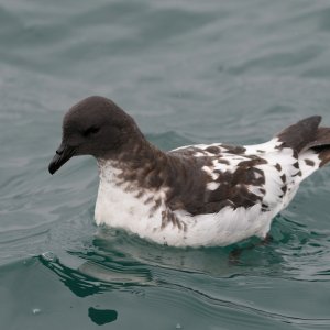 Cape Petrel.jpg