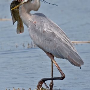 04-13-09, Lake Seminole 04.jpg