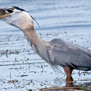 04-13-09, Lake Seminole 14.jpg