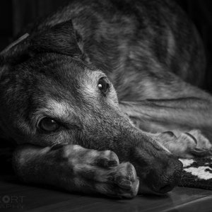 Luna_Greyhound_2022-01-03_BW_Web2.jpg