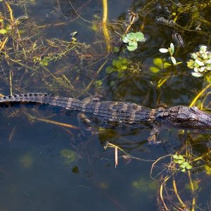 1-7-07, Sawgrass Lakes 25.jpg