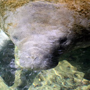 11-21-09 Homosassa Springs 154.jpg
