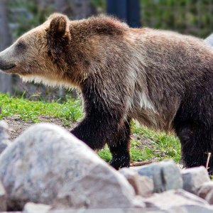 0883 West Yellowstone, MT.jpg