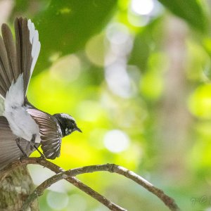 White Browed Fantail II.jpg