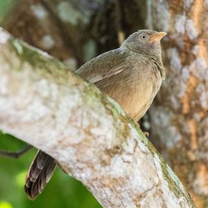 Yellow Billed Babbler.jpg