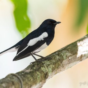 Oriental Magpie Robin II.jpg