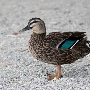 Pacific Black Duck.jpg