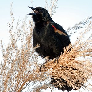 Media '04-03-10 Fort Myers 36.jpg' in category 'Birds'