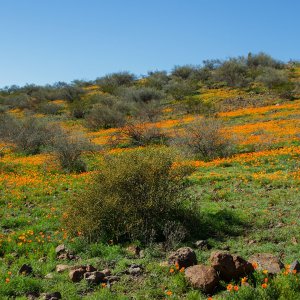 1232 Peridot, AZ.jpg