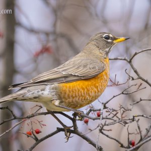 Media 'mille_030124_255-Enhanced-NR.jpg' in category 'Birds'