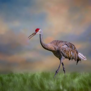 C20230717 Sandhill Crane.jpg