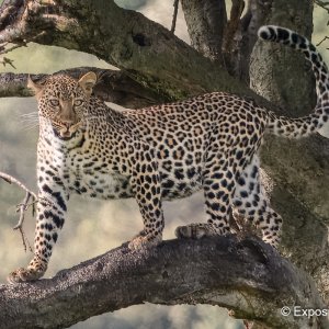Leopard in tree bryan pereira.JPG | Focus on Photography Forum
