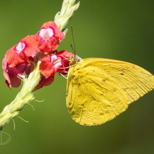 R7_C5348 Yellow butterfly.jpg