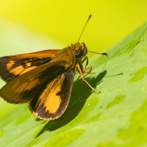 R7_C5284 Skipper.jpg