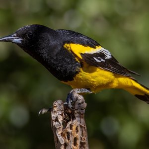 1230 Ash Canyon, AZ-Scott's Oriole (M).jpg